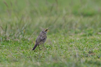 Eastern Yellow Wagtail 石垣島 マエサトGパーク Sun, 3/27/2022