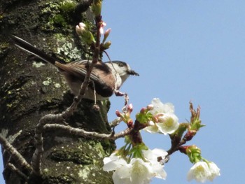 2022年4月5日(火) 富士森公園(八王子市)の野鳥観察記録