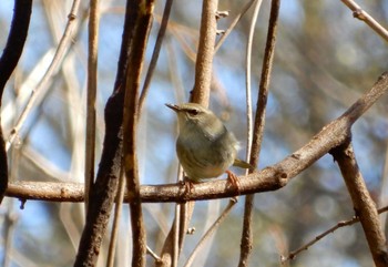 Japanese Bush Warbler Kitamoto Nature Observation Park Tue, 4/5/2022