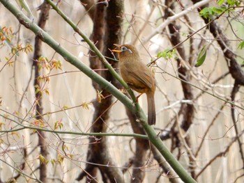 Chinese Hwamei Kitamoto Nature Observation Park Tue, 4/5/2022