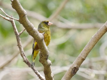 カワラヒワ 秋ヶ瀬公園 2022年4月5日(火)