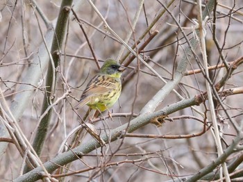 アオジ 秋ヶ瀬公園 2022年4月5日(火)