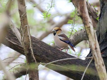 シメ 秋ヶ瀬公園 2022年4月5日(火)