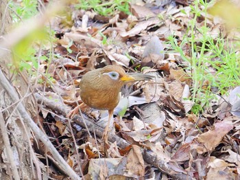 ガビチョウ 秋ヶ瀬公園 2022年4月5日(火)