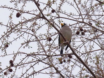 イカル 秋ヶ瀬公園 2022年4月5日(火)