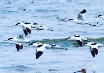 Pied Avocet Daijugarami Higashiyoka Coast Unknown Date