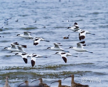 Pied Avocet Daijugarami Higashiyoka Coast Mon, 3/21/2022