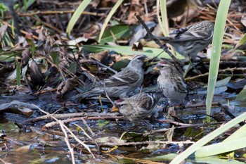 Common Redpoll 福井県 Fri, 11/10/2017