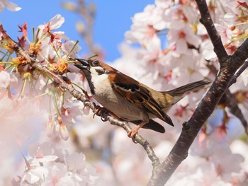 スズメ 中央公園 2022年4月5日(火)