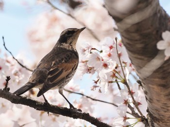 ツグミ 中央公園 2022年4月5日(火)