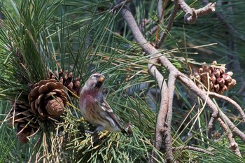 Common Redpoll 福井県 Fri, 11/10/2017