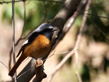 Daurian Redstart 長瀞町 Sat, 4/2/2022