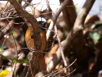 Daurian Redstart 長瀞町 Sat, 4/2/2022