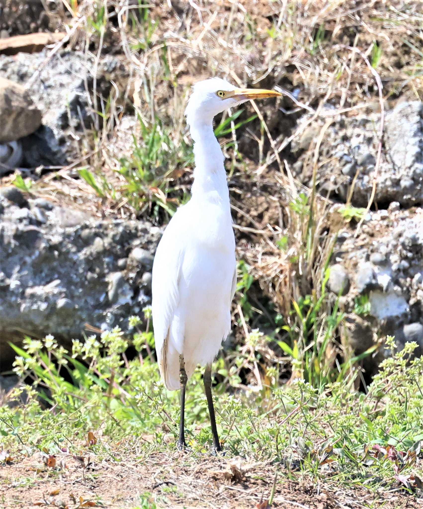 アマサギ by Hokkaido.univ