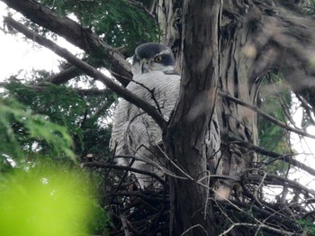 オオタカ 井の頭公園 2022年4月6日(水)