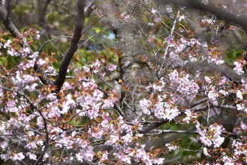 未同定 場所が不明 2022年4月4日(月)