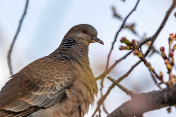 Oriental Turtle Dove 瑞梅寺川 Sun, 3/20/2022