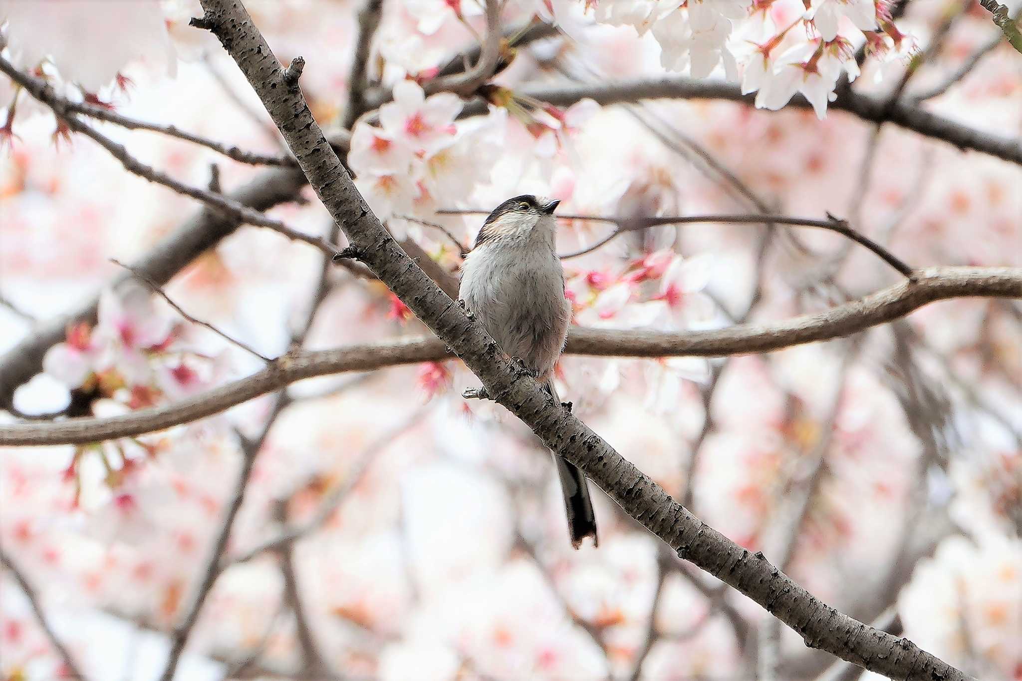 昭和記念公園 エナガの写真 by アカウント4133