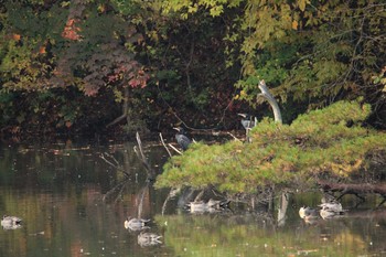 カワウ 仙台市・水の森公園 2017年11月5日(日)