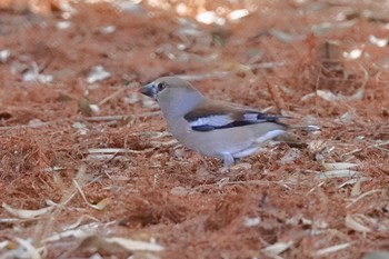 シメ 愛知県森林公園 2022年4月5日(火)