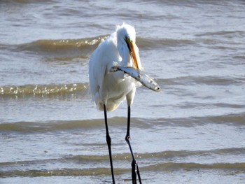 ダイサギ 葛西臨海公園 2022年4月6日(水)