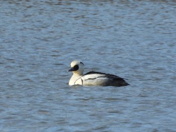 Smew 東屯田川遊水地 Wed, 4/6/2022