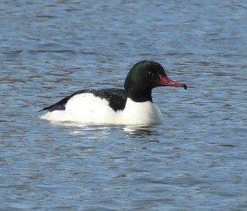 Common Merganser 東屯田川遊水地 Wed, 4/6/2022