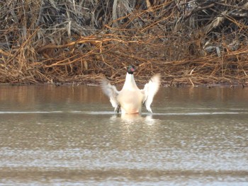 Common Merganser 東屯田川遊水地 Wed, 4/6/2022