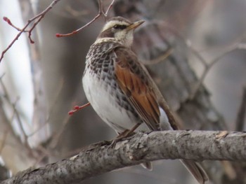 Wed, 4/6/2022 Birding report at 中島公園