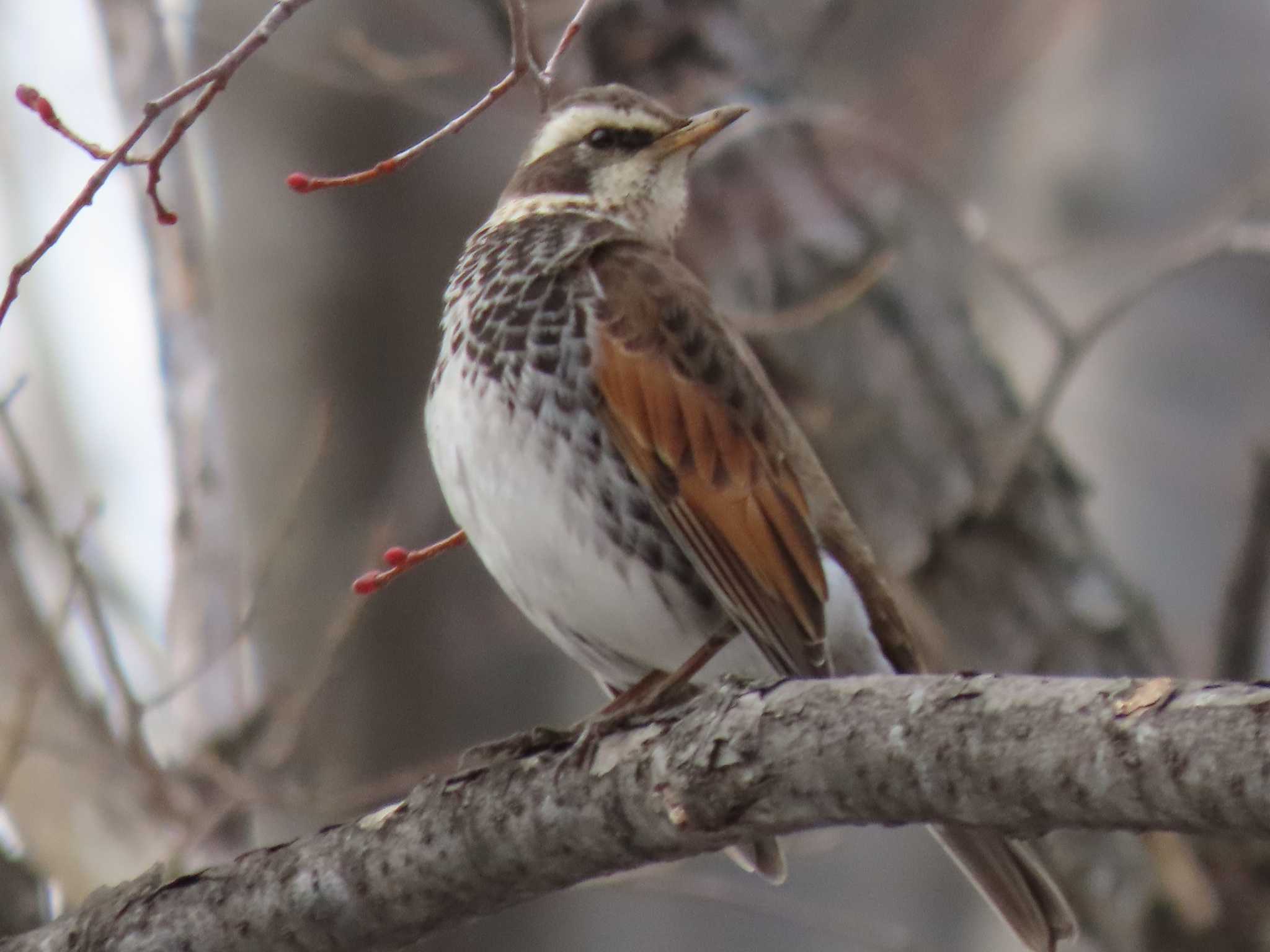 Dusky Thrush