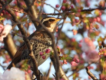 2022年4月6日(水) 芝川の野鳥観察記録