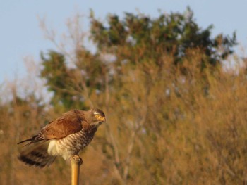 2022年4月6日(水) コウノトリの里(野田市)の野鳥観察記録