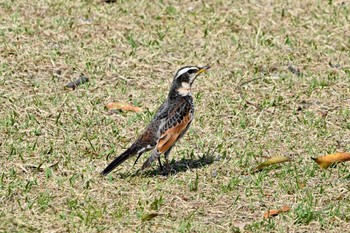 Dusky Thrush 大高緑地公園 Wed, 4/6/2022