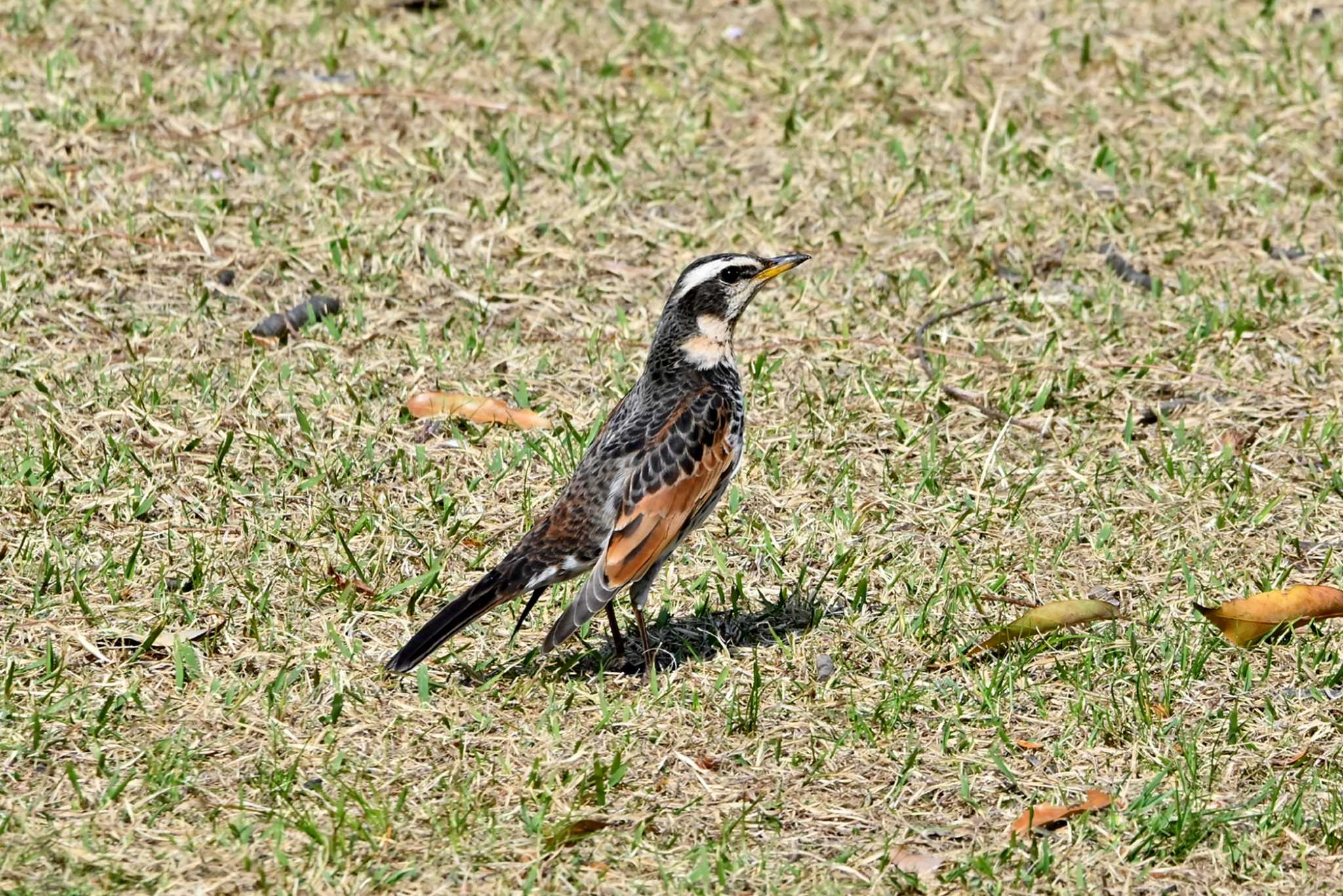 Photo of Dusky Thrush at 大高緑地公園 by ポッちゃんのパパ