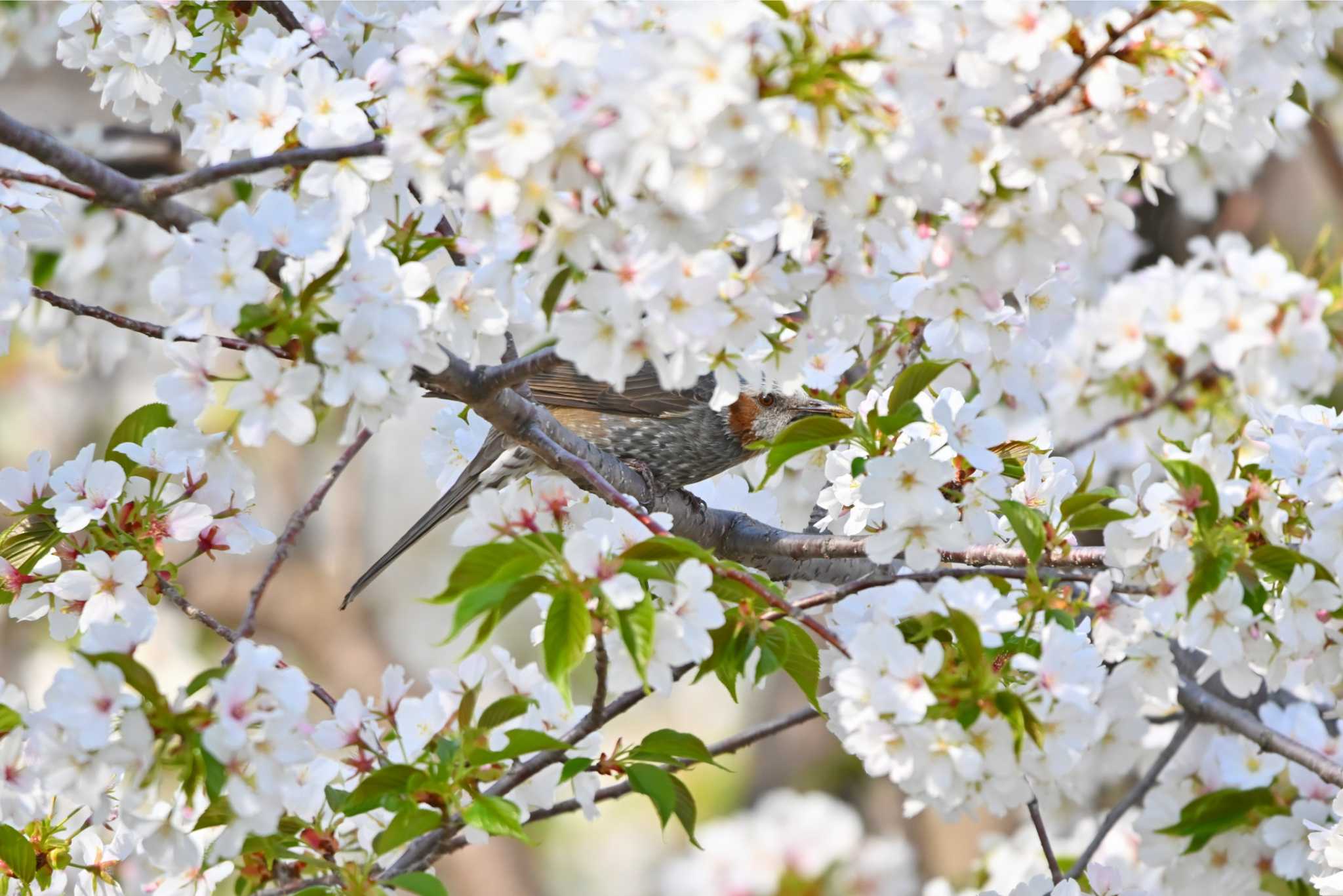 Photo of Brown-eared Bulbul at 大高緑地公園 by ポッちゃんのパパ