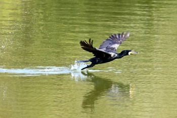 Great Cormorant 大高緑地公園 Wed, 4/6/2022