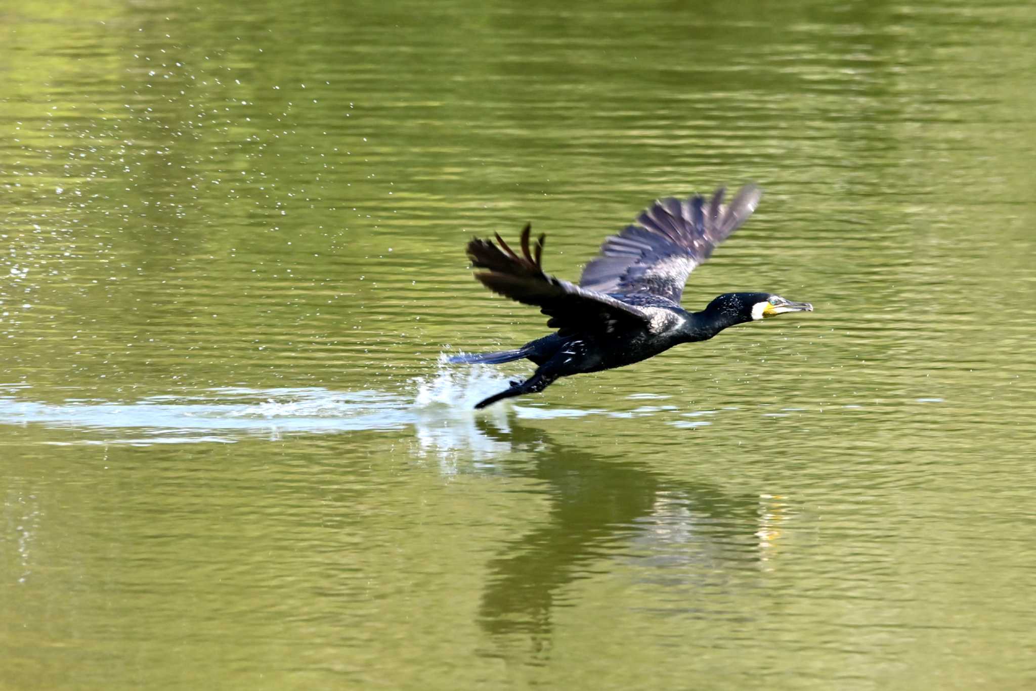 Photo of Great Cormorant at 大高緑地公園 by ポッちゃんのパパ