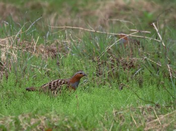 Chinese Bamboo Partridge 寺家ふるさと村 Sun, 4/3/2022