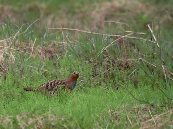 Chinese Bamboo Partridge 寺家ふるさと村 Sun, 4/3/2022