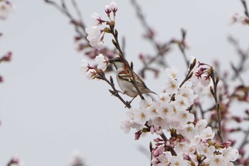 Sun, 4/3/2022 Birding report at 小野市