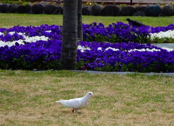 Rock Dove Hibiya Park Wed, 4/6/2022