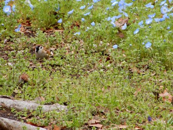 Eurasian Tree Sparrow Hibiya Park Wed, 4/6/2022