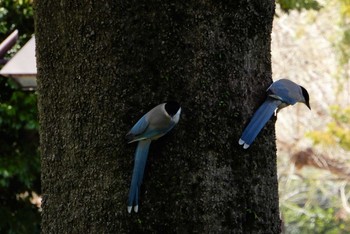 Azure-winged Magpie Hibiya Park Wed, 4/6/2022