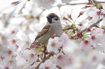 スズメ 鼬川 2022年4月2日(土)