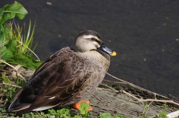 カルガモ 鼬川 2022年4月2日(土)