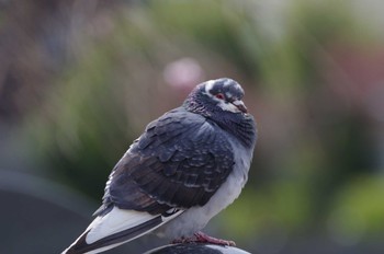 カワラバト 鼬川 2022年4月2日(土)