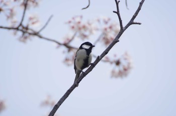 シジュウカラ 鼬川 2022年4月2日(土)