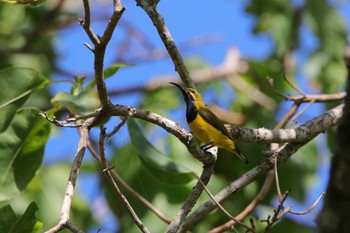 Ornate Sunbird Flecker Botanical Garden(Cairns) Sat, 10/7/2017