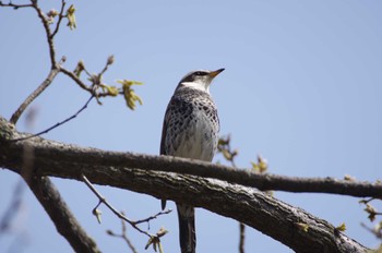 ツグミ 鼬川 2022年4月2日(土)