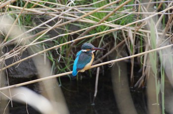 カワセミ 鼬川 2022年4月2日(土)